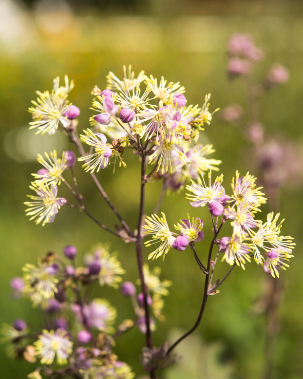 Thalictrum 'Anne'