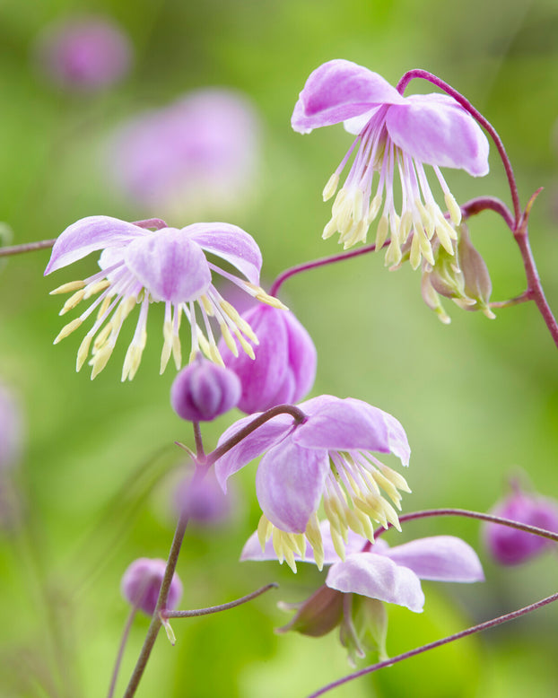 Thalictrum delavayi
