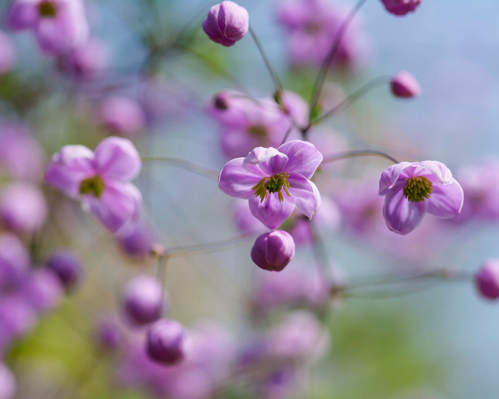 Thalictrum delavayi