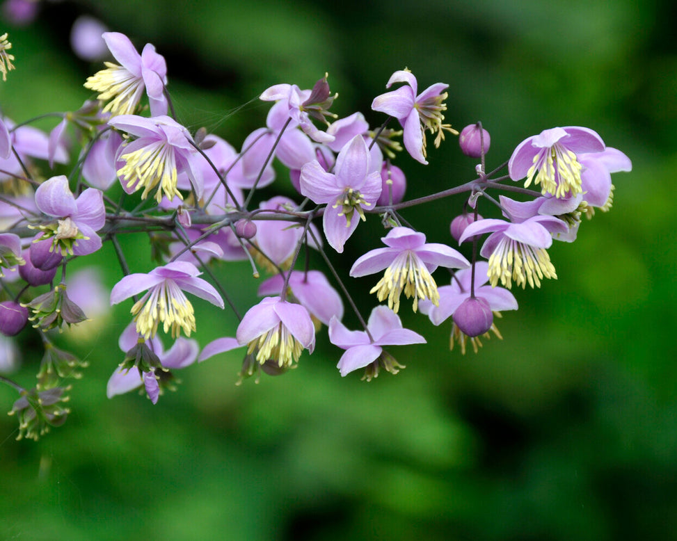 Thalictrum delavayi