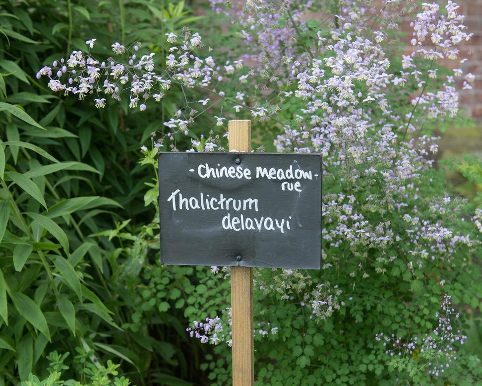 Thalictrum delavayi