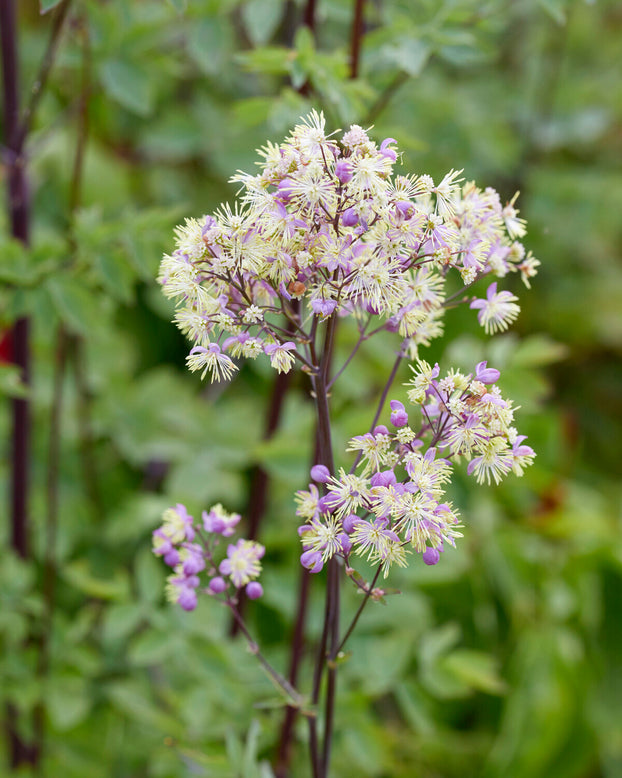 Thalictrum 'Elin'