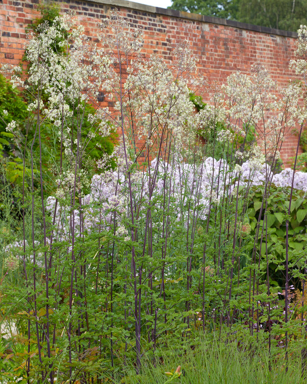 Thalictrum 'Elin'