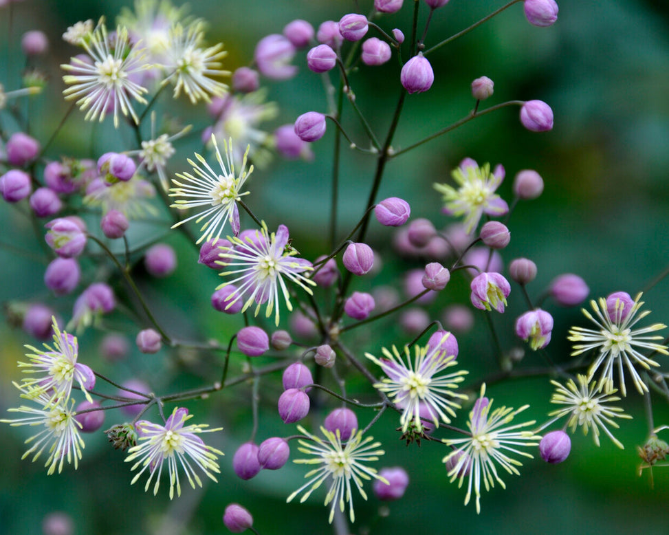 Thalictrum 'Elin'