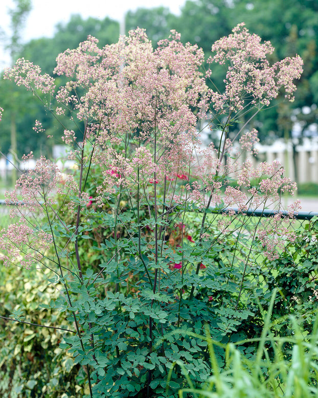 Thalictrum 'Elin'