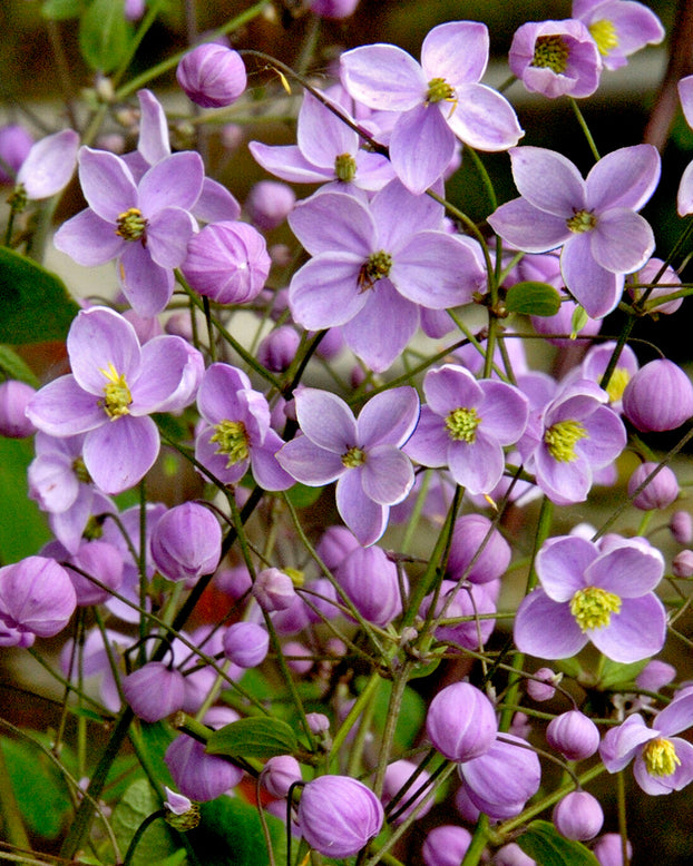 Thalictrum 'Splendide'