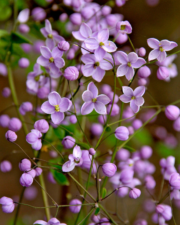 Thalictrum 'Splendide'