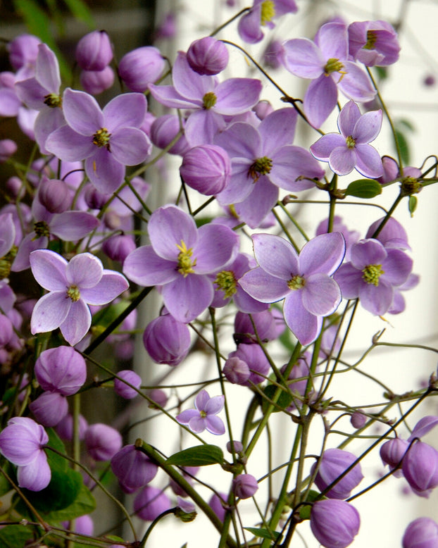Thalictrum 'Splendide'
