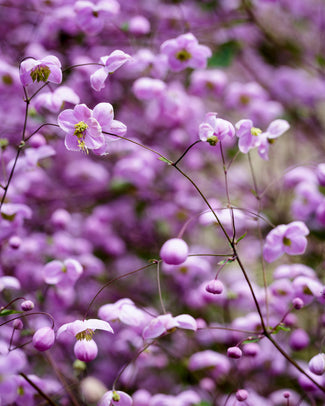 Thalictrum 'Splendide' Thalictrum 'Splendide'