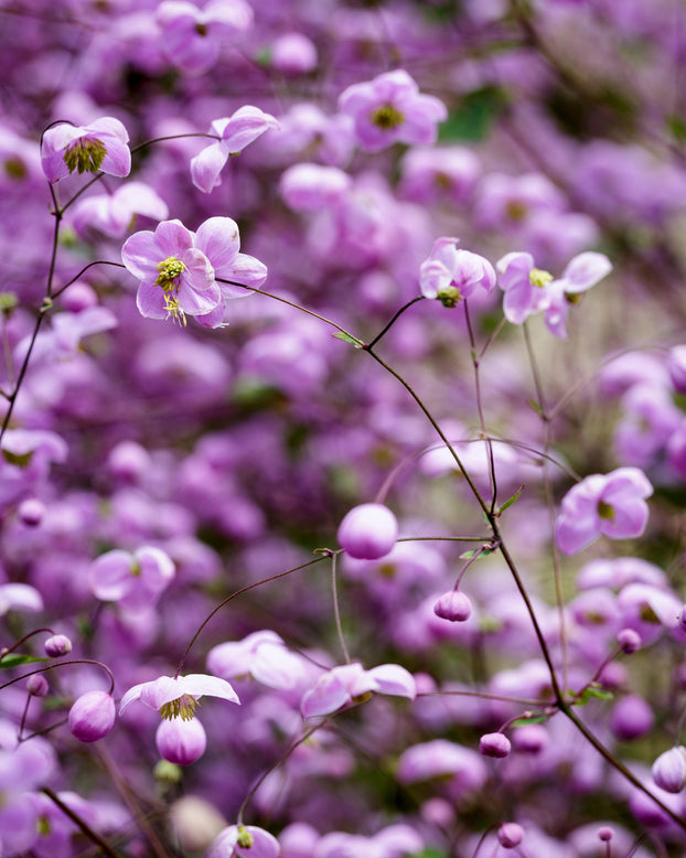 Thalictrum 'Splendide'