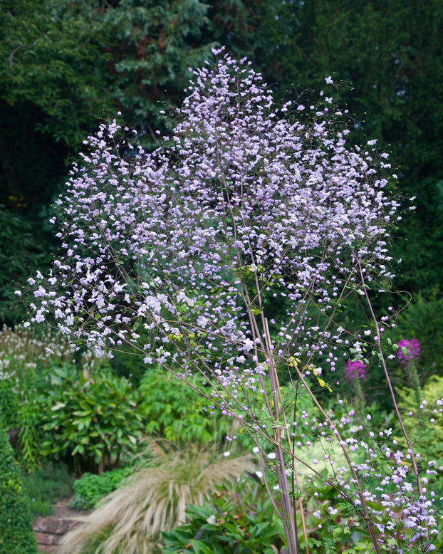 Thalictrum 'Splendide'