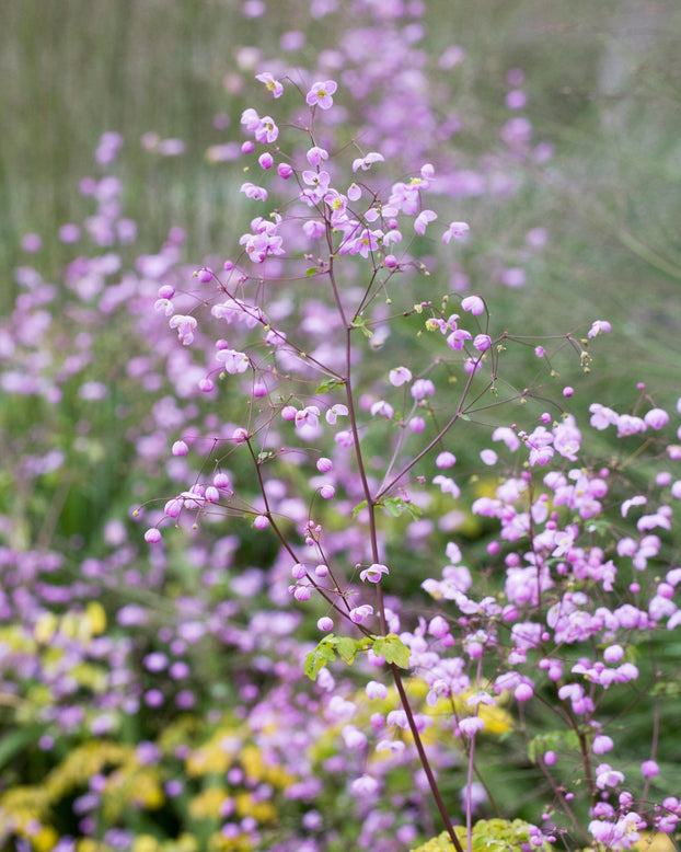 Thalictrum 'Splendide'