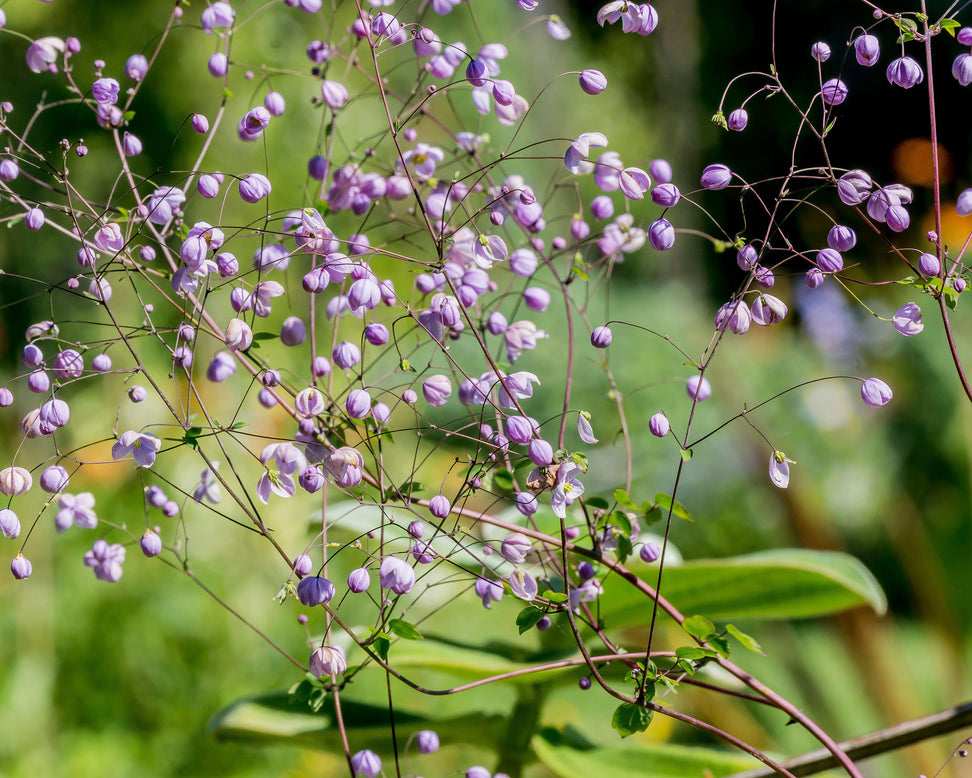 Thalictrum 'Splendide'