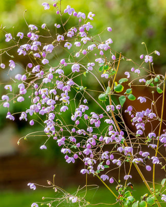 Thalictrum 'Splendide' Thalictrum 'Splendide'