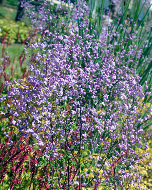 Thalictrum 'Splendide'