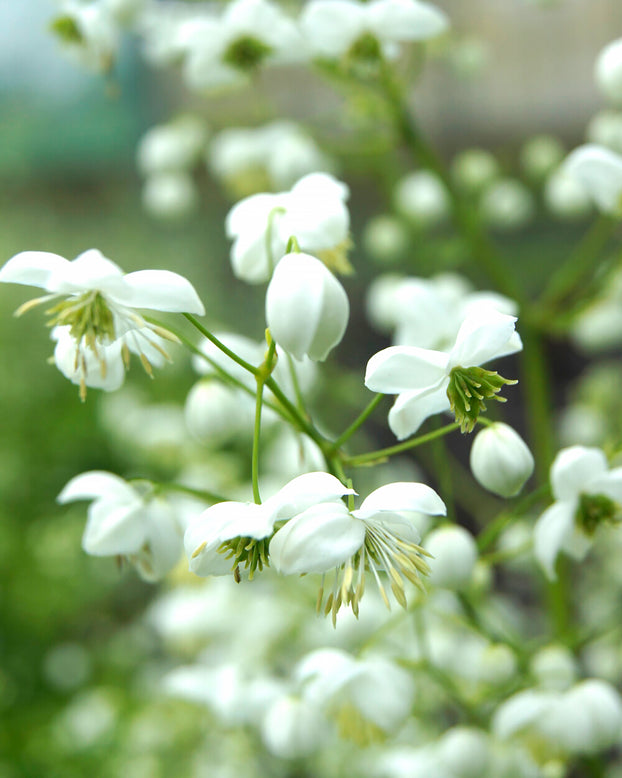 Thalictrum 'Splendide White'