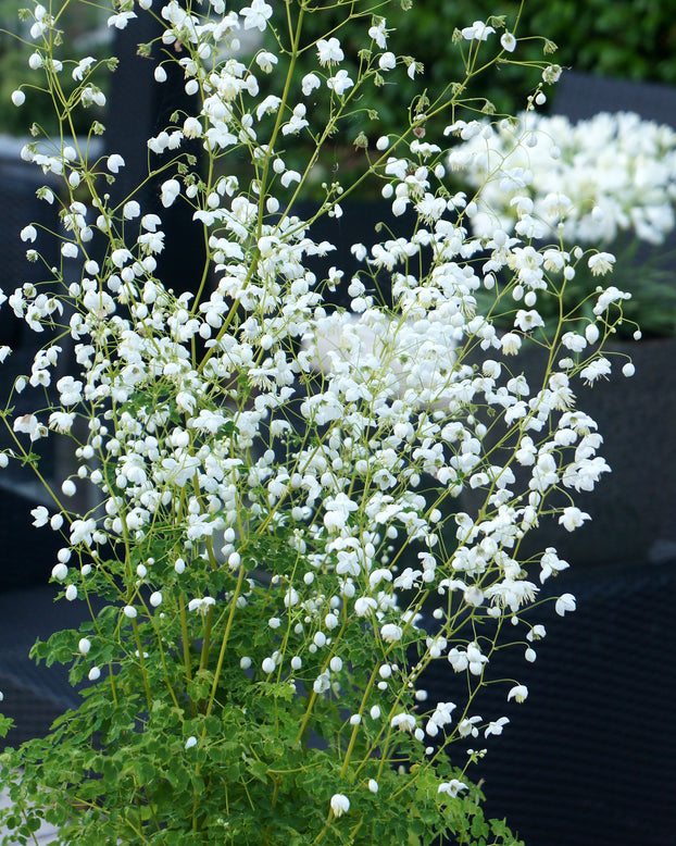 Thalictrum 'Splendide White'