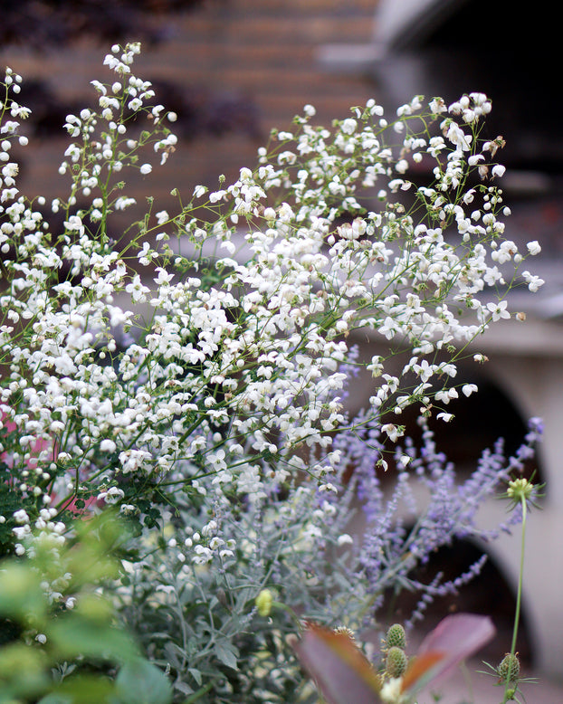 Thalictrum 'Splendide White'
