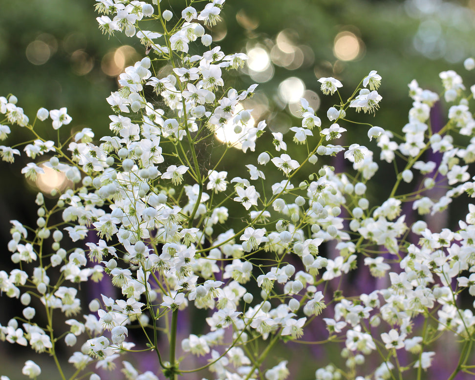 Thalictrum 'Splendide White'