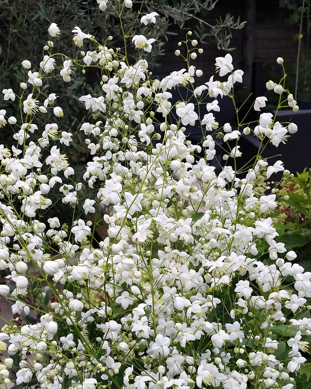 Thalictrum 'Splendide White'