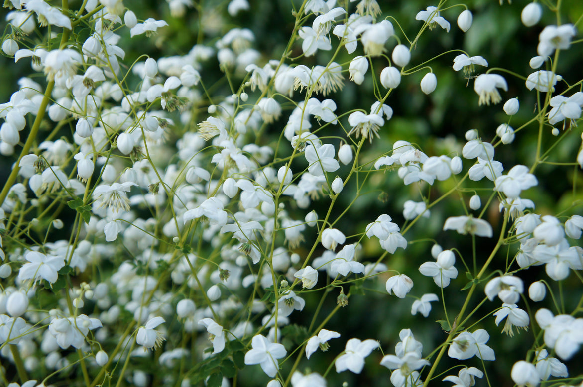 Thalictrum 'Splendide White'