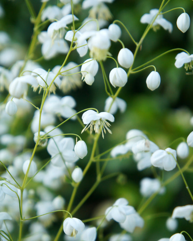 Thalictrum 'Splendide White'