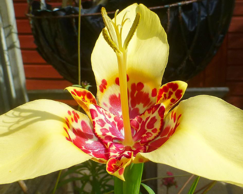 Tigridia pavonia 'Mixed'