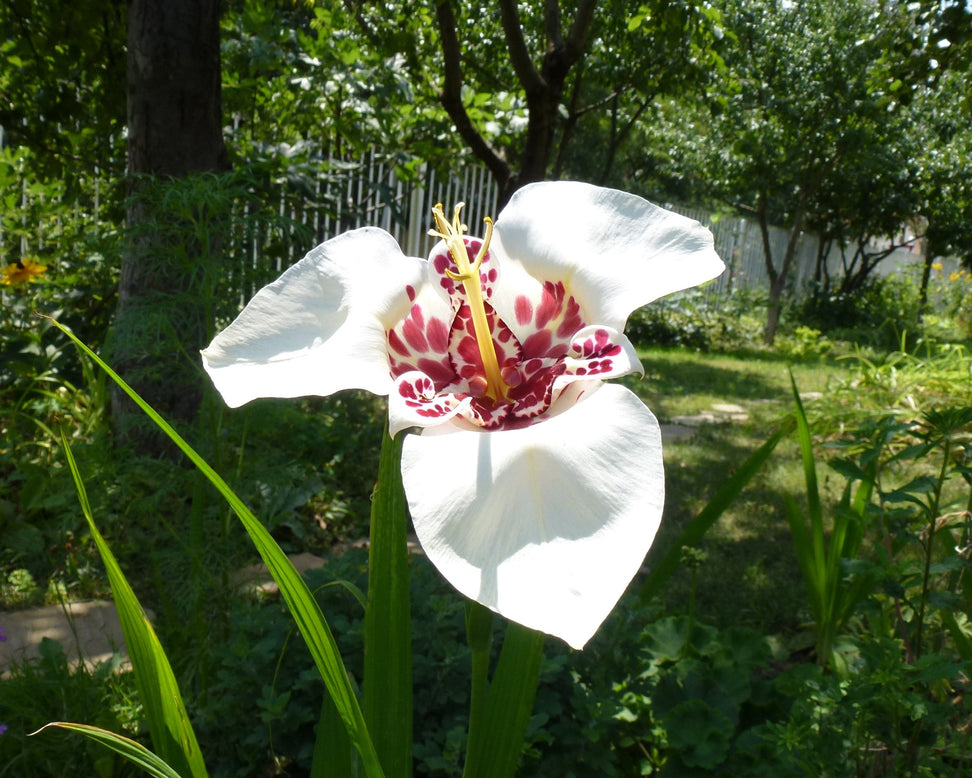Tigridia pavonia 'Mixed'