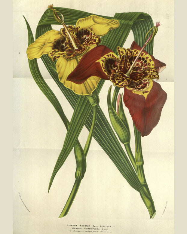 Tigridia pavonia 'Mixed'