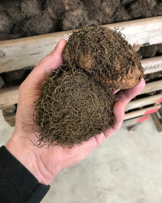 Begonia 'Double Mixed'