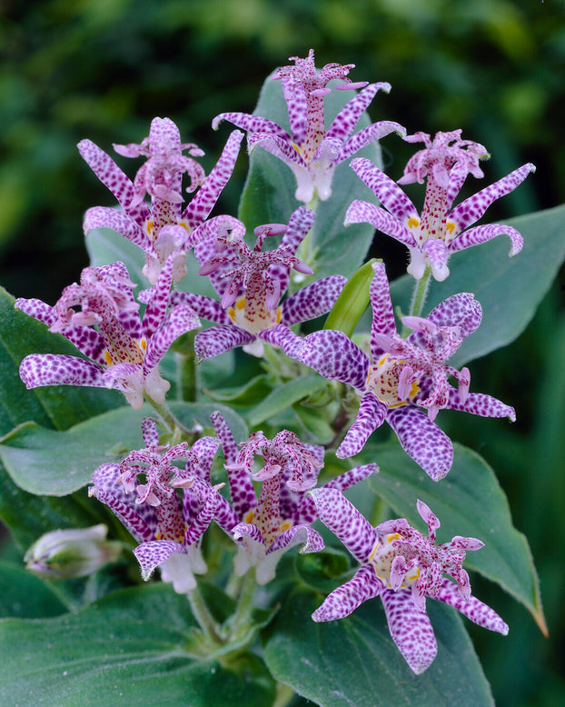 Tricyrtis hirta