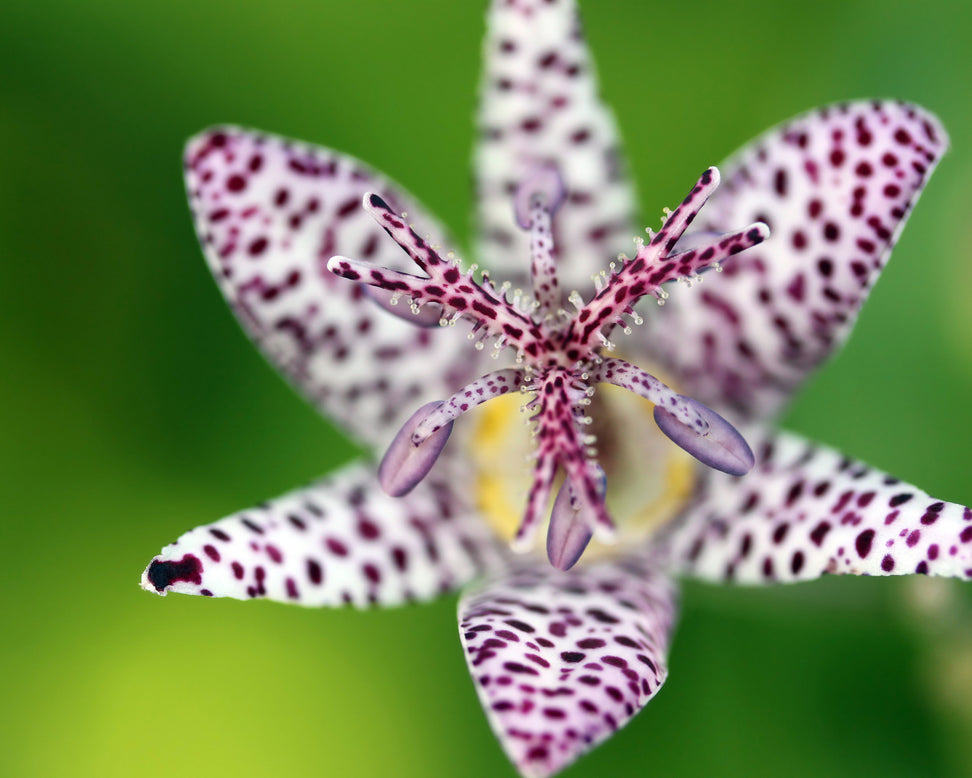 Tricyrtis hirta