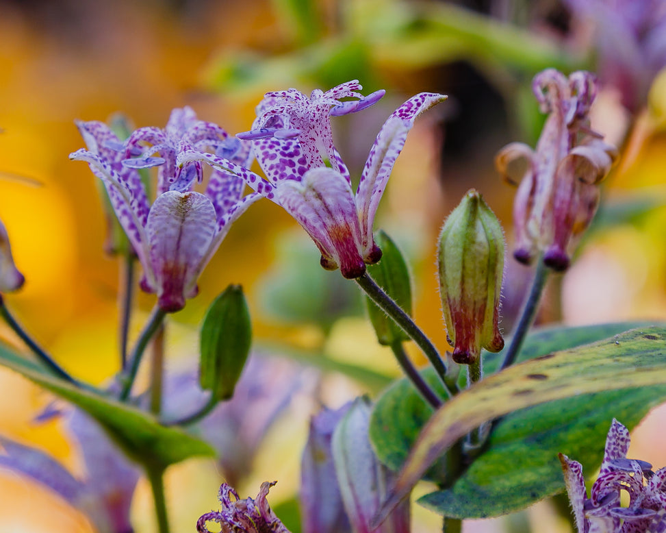 Tricyrtis hirta