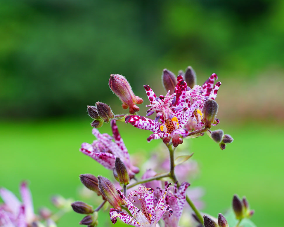 Tricyrtis hirta