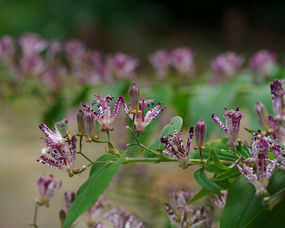 Tricyrtis hirta