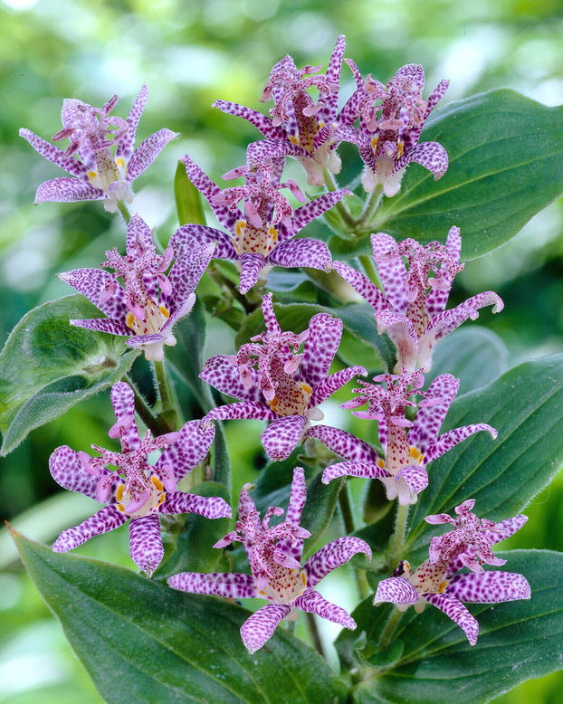 Tricyrtis hirta
