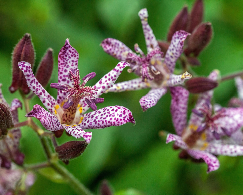 Tricyrtis hirta