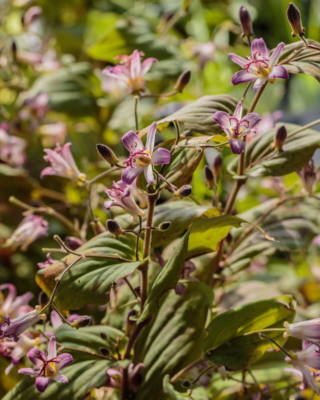 Tricyrtis 'Tojen'