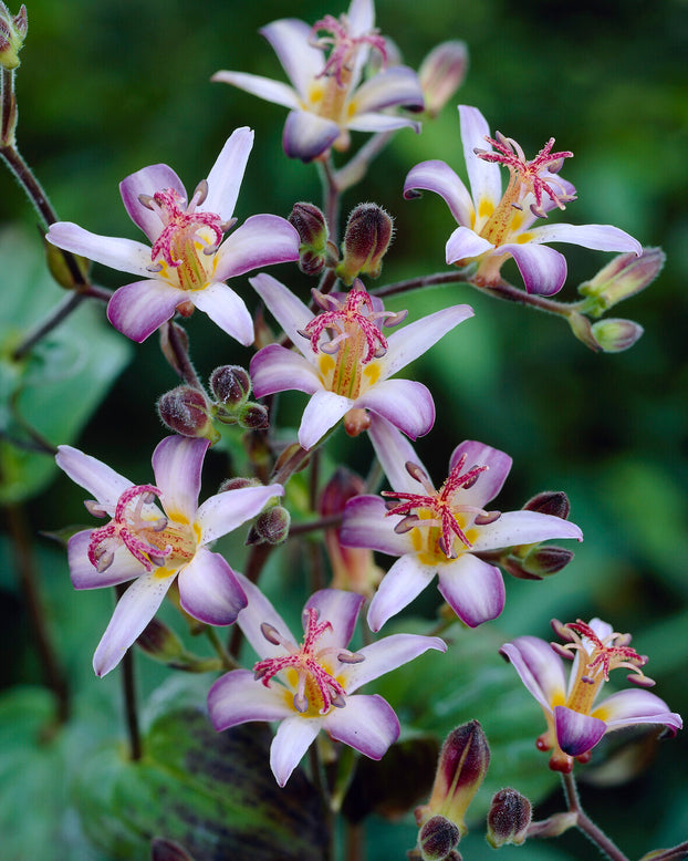 Tricyrtis 'Tojen'