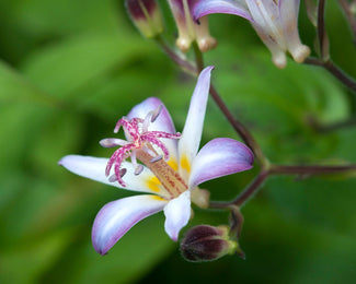 Tricyrtis 'Tojen' Tricyrtis 'Tojen'