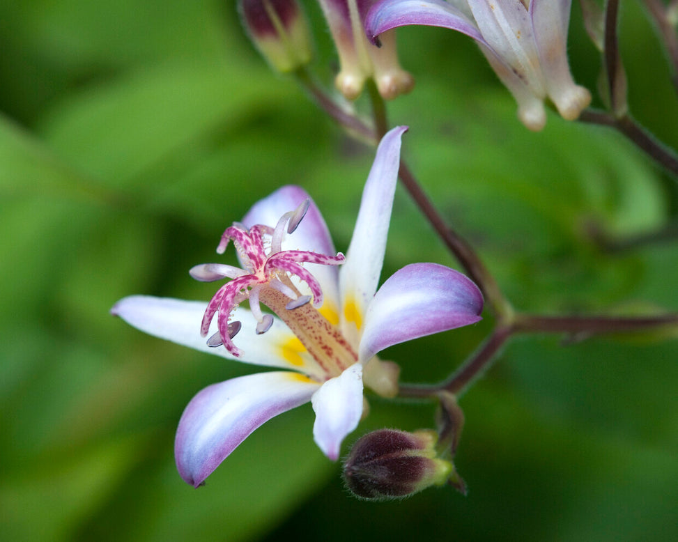 Tricyrtis 'Tojen'