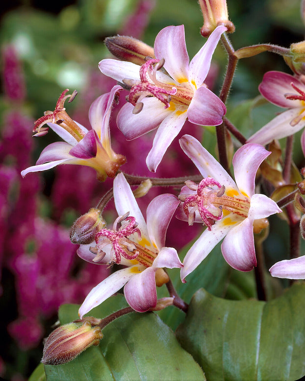 Tricyrtis 'Tojen'