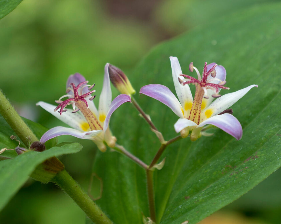 Tricyrtis 'Tojen'