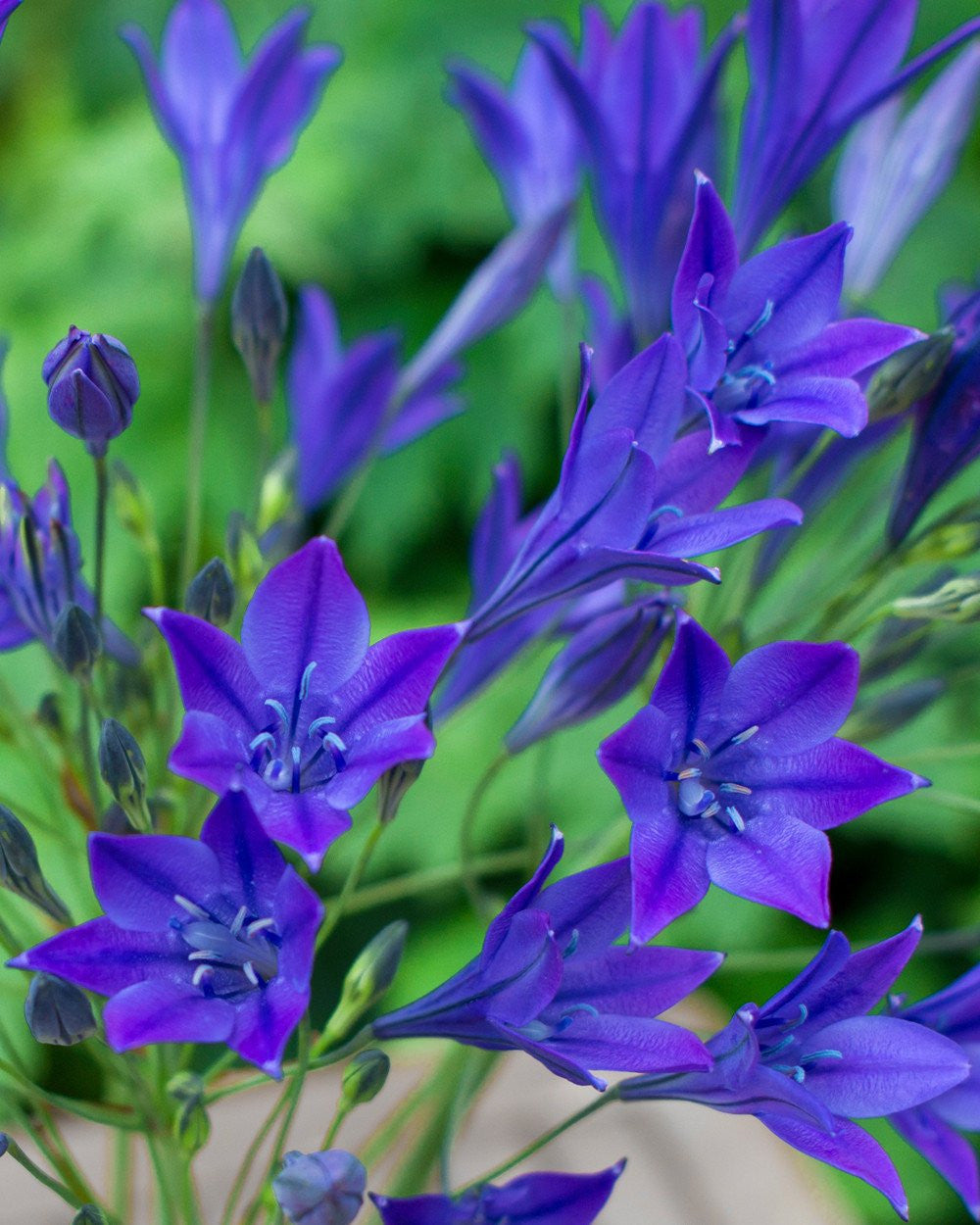 triplet lily flower Triteleia laxa 'Corrina' bulbs