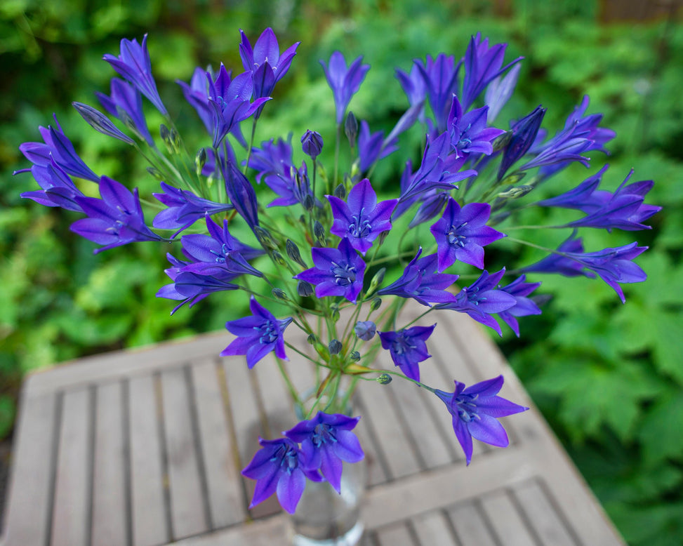 Triteleia laxa 'Corrina'
