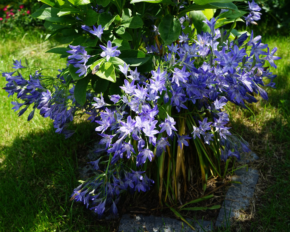 Triteleia laxa 'Corrina'
