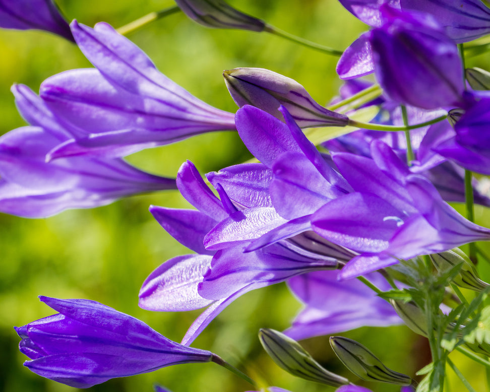Triteleia laxa 'Corrina'