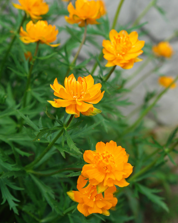 Trollius 'Orange Globe'