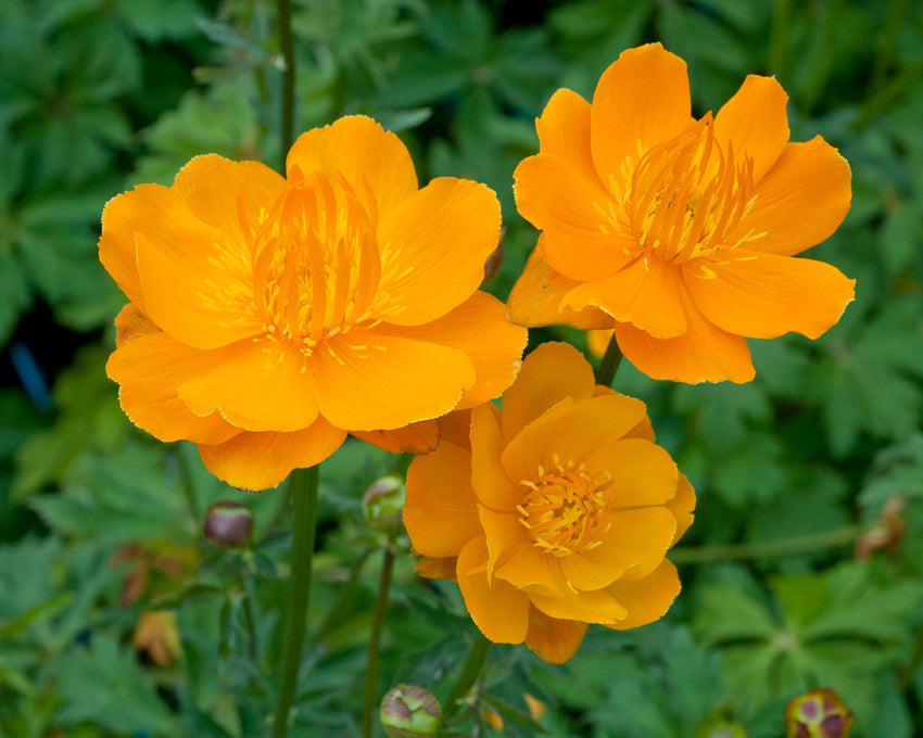 Trollius 'Orange Globe'