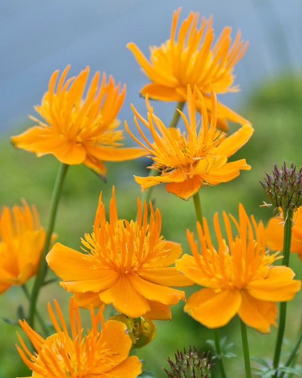 Trollius 'Orange Globe'